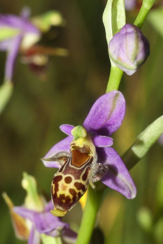 Ophrys tardive e altre orchidee in Epiro - Grecia settentrionale  22_30 maggio 2024.